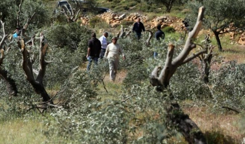 Batı Şeria’da tarım katliamı