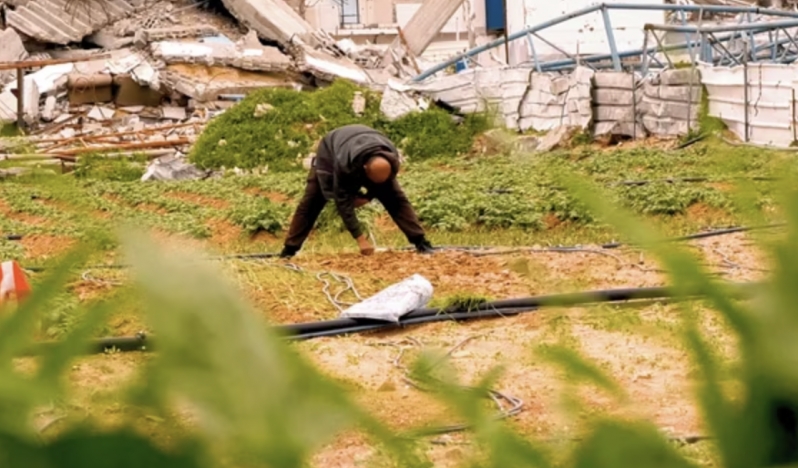 Gazze’de ilkel şartlarda tarım geri dönüyor