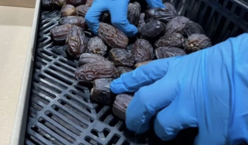 İsrail, Filistin hurmalarını çalıyor ve Avrupa