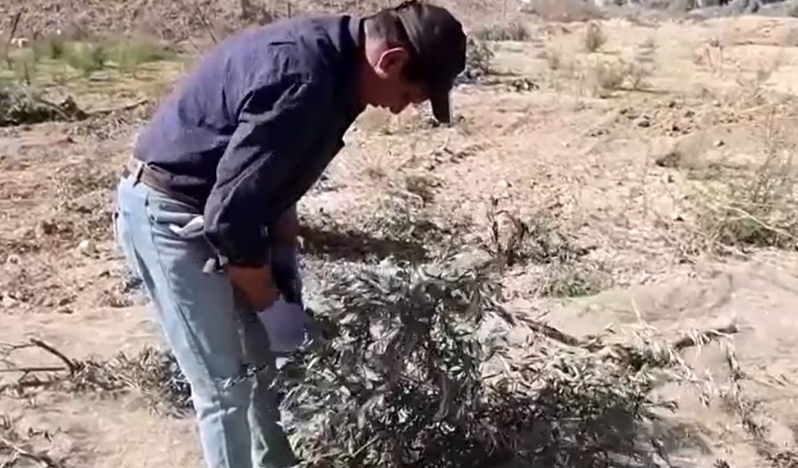 Yerleşimci şiddeti Batı Şeria tarımını tehdit ediyor